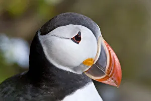The Atlantic Puffin, a pelagic seabird, shown here in breeding colors. Latrabjerg peninsula