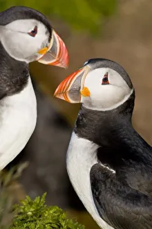 The Atlantic Puffin, a pelagic seabird, shown here in breeding colors. Latrabjerg peninsula