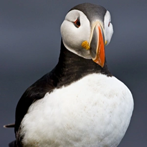 Images Dated 25th June 2007: The Atlantic Puffin, a pelagic seabird