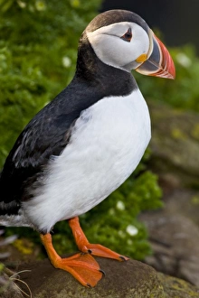 The Atlantic Puffin, a pelagic seabird, shown here in breeding colors. Latrabjerg peninsula