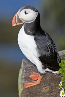 Images Dated 25th June 2007: The Atlantic Puffin, a pelagic seabird