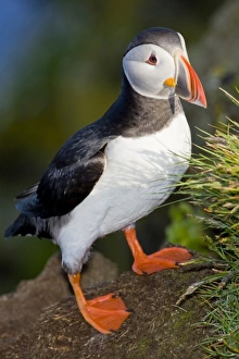 Images Dated 25th June 2007: The Atlantic Puffin, a pelagic seabird