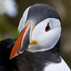 Images Dated 25th June 2007: The Atlantic Puffin, a pelagic seabird, shown here in breeding colors. Latrabjerg peninsula