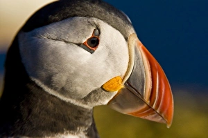 Images Dated 25th June 2007: The Atlantic Puffin, a pelagic seabird, shown here in breeding colors. Latrabjerg peninsula