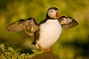 Images Dated 25th June 2007: The Atlantic Puffin, a pelagic seabird, shown here in breeding colors. Latrabjerg peninsula