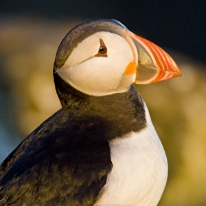 Images Dated 25th June 2007: The Atlantic Puffin, a pelagic seabird, shown here in breeding colors. Latrabjerg peninsula