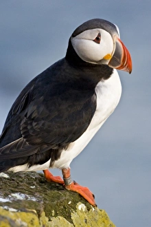 Images Dated 25th June 2007: The Atlantic Puffin, a pelagic seabird, shown here in breeding colors. Latrabjerg peninsula