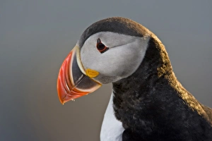 The Atlantic Puffin, a pelagic seabird, shown here in breeding colors. Latrabjerg peninsula