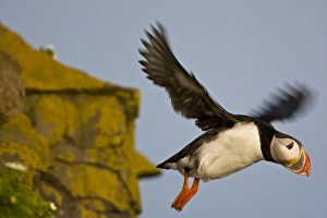 The Atlantic Puffin, a pelagic seabird, shown here in breeding colors. Latrabjerg peninsula