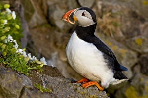 The Atlantic Puffin, a pelagic seabird, shown here in breeding colors. Latrabjerg peninsula