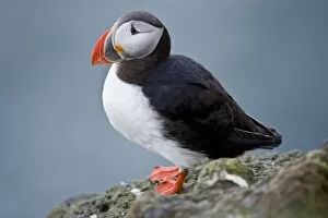 Images Dated 19th June 2007: The Atlantic Puffin, a pelagic seabird, shown here in breeding colors