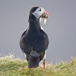 Images Dated 19th June 2007: The Atlantic Puffin, a pelagic seabird, shown here in breeding colors