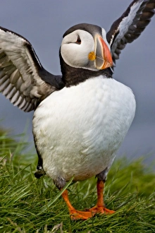 Images Dated 25th June 2007: The Atlantic Puffin, a pelagic seabird, shown here in breeding colors. Latrabjerg peninsula