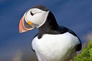 Images Dated 25th June 2007: The Atlantic Puffin, a pelagic seabird, shown here in breeding colors. Latrabjerg peninsula