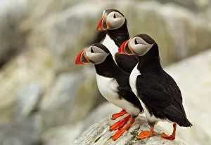 Puffin Prints: Atlantic Puffins
