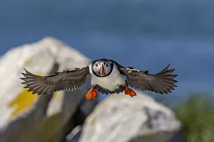 Images Dated 29th June 2021: Atlantic Puffins in flight on Machias Seal island, Maine, USA