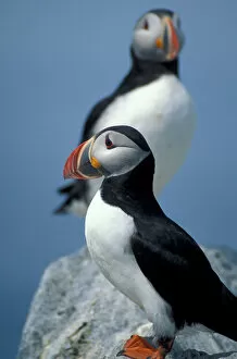 Images Dated 27th March 2006: Atlantic Puffins, Fratercula arctica, on Machias Seal Island off the coasts of Maine
