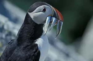 Images Dated 1st May 2007: Atlantic Puffins, Fratercula arctica, on Machias Seal Island off the coasts of Maine