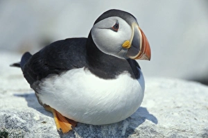 Atlantic Puffins, Fratercula arctica, on Machias Seal Island off the coasts of Maine