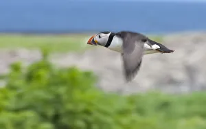 Northumberland Prints: Atlantic Puffins (Fratercula arctica) flying, Northumberland, UK