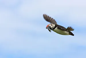 Salmon Prints: Atlantic Puffins (Fratercula arctica) flying and carrying fish in its beak