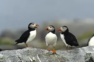 Puffin Prints: Atlantic Puffins (Fratercula arctica) Machias Seal Island, Canada