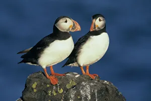 Atlantic Puffins (Fratercula arctica) Pair, Isle of May, Firth of Forth, SCOTLAND Atlantic Puffins (Fratercula arctica) Pair, Isle of May, Firth of Forth, SCOTLAND