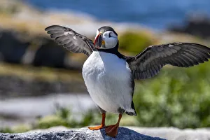 Images Dated 29th June 2021: Atlantic Puffins on Machias Seal island, Maine, USA