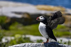 Images Dated 29th June 2021: Atlantic Puffins on Machias Seal island, Maine, USA