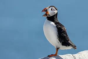 Images Dated 2023: Atlantic puffins on Machias Seal Island, Maine, USA