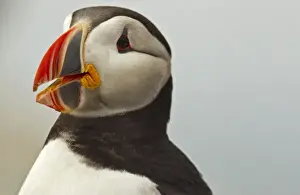 Puffin Prints: Atlantic Puffins on Machias Seal Island off the coast of Cutler, Maine, USA