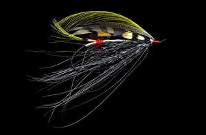 Atlantic Salmon Fly designs Pitcroy Fancy
