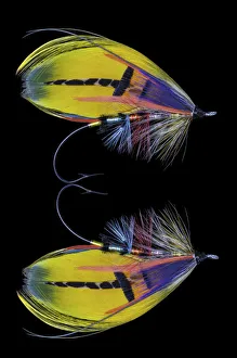 Still Life Prints: Atlantic Salmon Fly designs Shannon