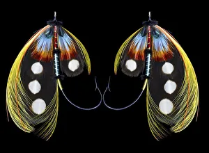 Images Dated 21st August 2019: Atlantic Salmon Fly designs Western Illusion