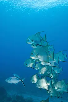 Marine Preserve Prints: Atlantic Spadefish (Chaetodipterus faber) Ambergris Caye, Hol Chan Marine Preserve