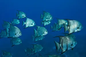 Barrier Reef Prints: Atlantic Spadefish (Chaetodterus faber) Hol Chan Marine Park, Ambergris Caye, Belize