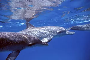 Atlantic spotted dolphins. Bahamas
