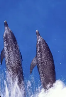 Atlantic spotted dolphins. Bimini, Bahamas