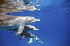 Atlantic spotted dolphins. Bimini, Bahamas
