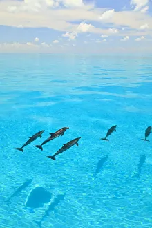 Images Dated 10th July 2010: Atlantic Spotted Dolphins (Stenella frontalis), White Sand Ridge, Bahamas, Caribbean