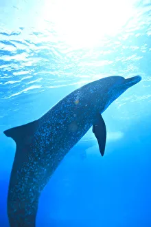 West Indies Prints: Atlantic Spotted Dolphins (Stenella frontalis), White Sand Ridge, Bahamas, Caribbean