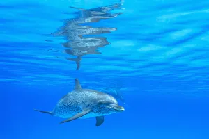 Atlantic Spotted Dolphins (Stenella frontalis), White Sand Ridge, Bahamas, Caribbean