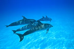 Images Dated 10th July 2010: Atlantic Spotted Dolphins (Stenella frontalis), White Sand Ridge, Bahamas, Caribbean