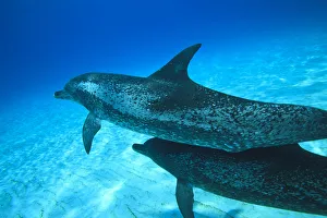 Images Dated 10th July 2010: Atlantic Spotted Dolphins (Stenella frontalis), White Sand Ridge, Bahamas Bank, Bahamas