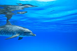 Atlantic Spotted Dolphins (Stenella frontalis), White Sand Ridge, Bahamas Bank, Bahamas