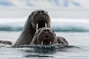 Polar Region Prints: Atlantic walruses, Odobenus rosmarus, in Arctic water. Nordaustlandet, Svalbard, Norway