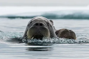 Polar Region Prints: Atlantic walruses, Odobenus rosmarus, in Arctic water. Nordaustlandet, Svalbard, Norway