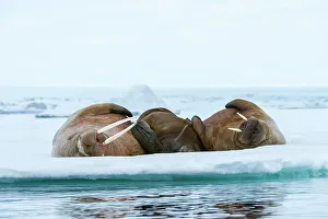 Lying Down Prints: Atlantic walruses, Odobenus rosmarus, resting on ice. Nordaustlandet, Svalbard, Norway