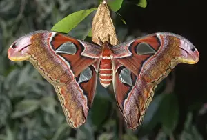 Atlas moth (Attacus atlas), these are the largest moths in the world with a wingspan