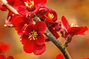 Bellevue Prints: Atsuya Hamada Quince blossom flowering, Bellevue, Washington State